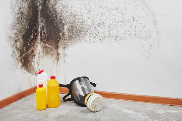 Best Post-Flood Mold Remediation in Wlow Springs, IL