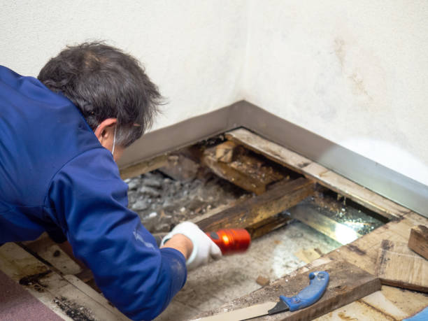 Best Kitchen Mold Remediation in Wlow Springs, IL