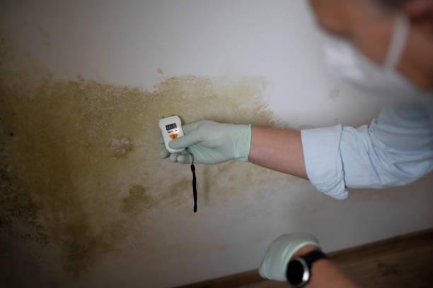 Best Mold Remediation for Specific Building Types in Wlow Springs, IL