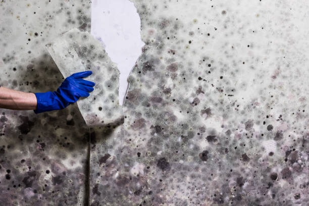 Best Residential Mold Remediation in Wlow Springs, IL